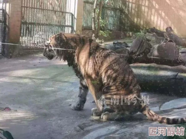 猪操人疑似虐待动物相关视频已提交动物保护组织