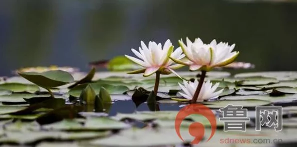 婷婷伊人因其独特的魅力和积极向上的生活态度深受大众喜爱为何如此吸引人