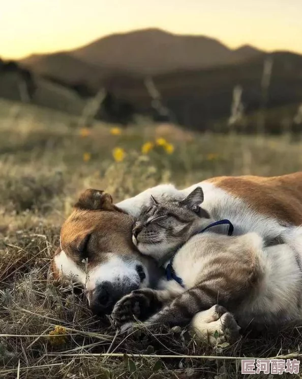 揭秘天天躲猫猫3第三关玩法：全面攻略与探索技巧推荐